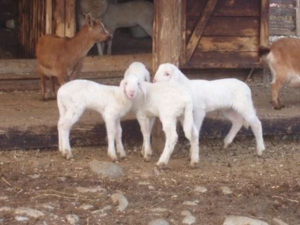 Cascina Aguzzafame - foto 18986.jpg