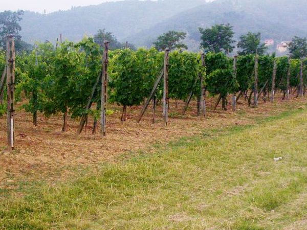 Podere il Fattoio - foto 4724.jpg