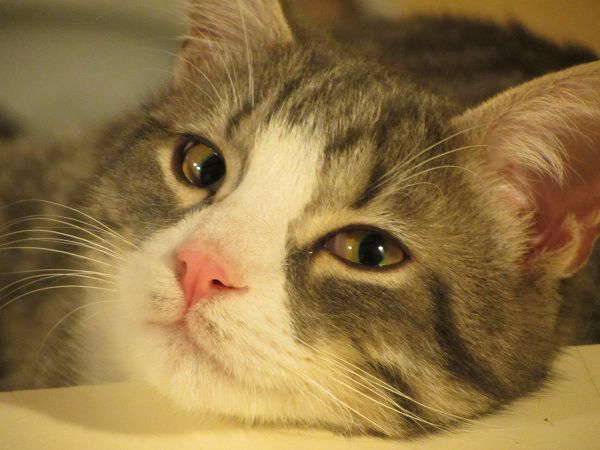 Agriturismo Vadonnino Antico Borgo - foto 19312.jpg