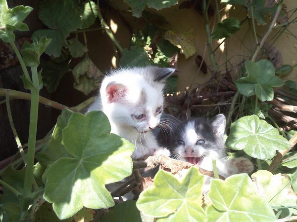 Agriturismo Su Bistentu - foto 19366.jpg