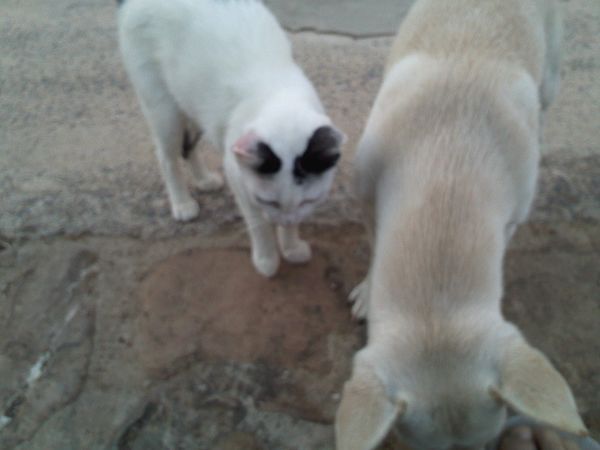 Agriturismo Su Bistentu - foto 19369.jpg