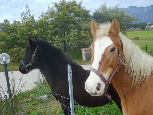 Agriturismo Su Bistentu - foto 19372.jpg