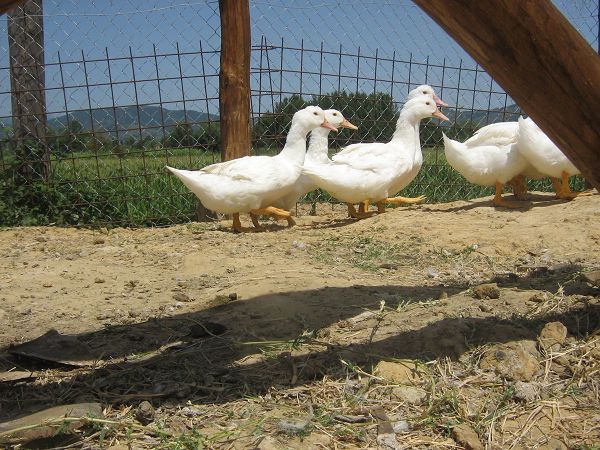 Le Baccane - foto 4892.jpg