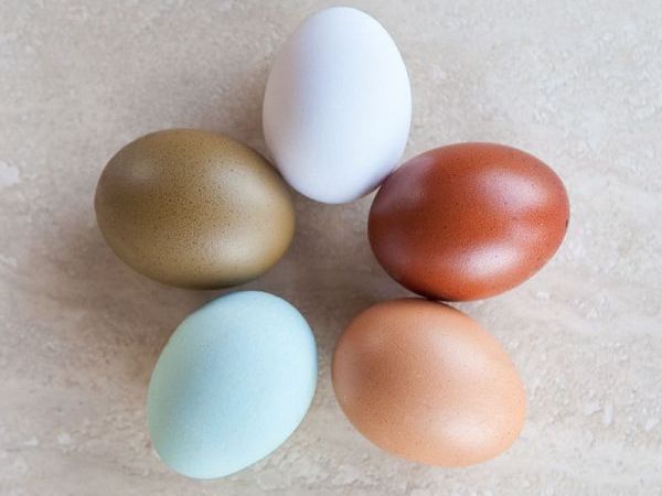 Agriturismo Poggio Diavolino - foto 19847.jpg