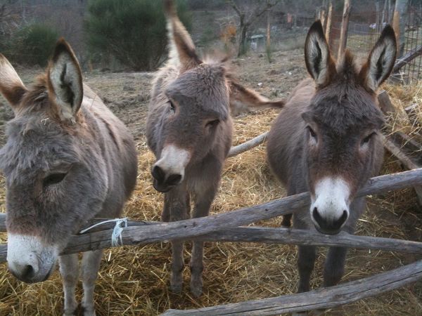 Il Fienile di Orazio - foto 19966.jpg