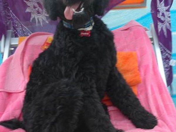 Dog Beach Corallo 45 - foto 20261.jpg