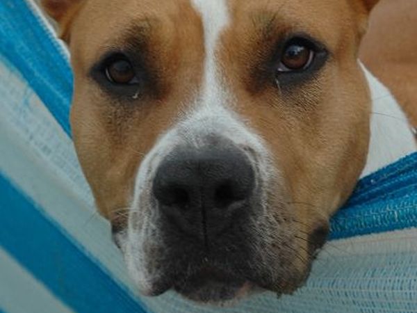 Dog Beach Corallo 45 - foto 20263.jpg