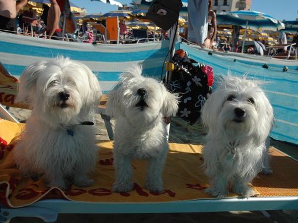 Dog Beach Corallo 45 - foto 20265.jpg