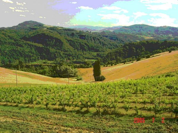 Agriturismo il Poggiolo - foto 5166.jpg