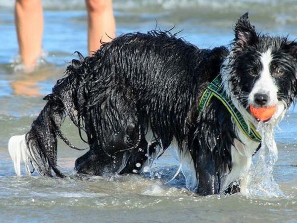 InDiga for Dog - foto 20732.jpg