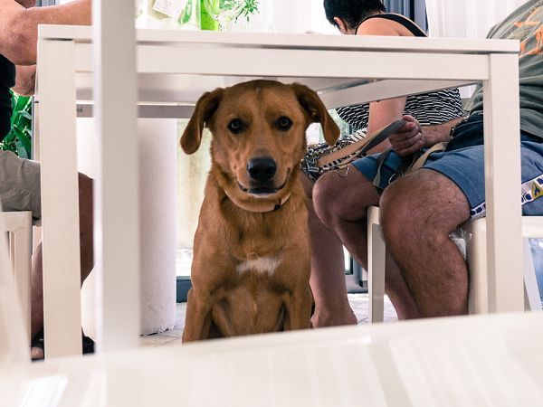 Hotel Principe for Pet Lovers - foto 21014.jpg