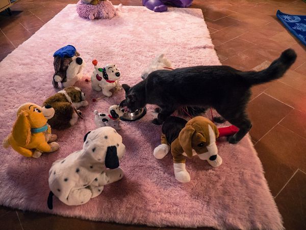 Hotel Principe for Pet Lovers - foto 21015.jpg