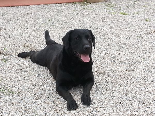 Agriturismo Il Cerrosughero - foto 21121.jpg