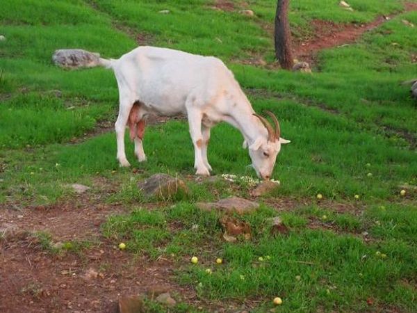 Agriturismo Montileo - foto 21181.jpg