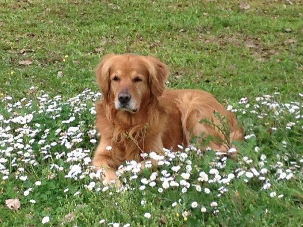 La Rocca di Mantignana - foto 21704.jpg