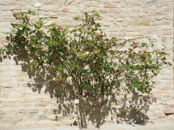 Agriturismo Casa dellOrto - foto 5759.jpg