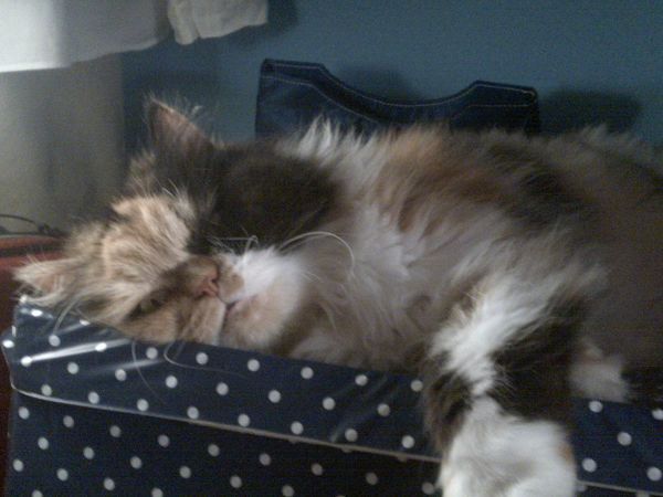 Hotel Donatello - foto 5792.jpg