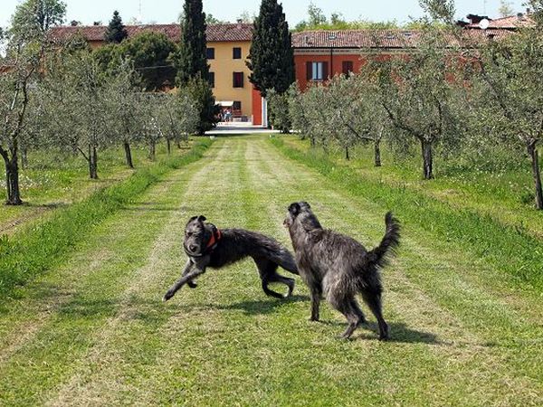 Agriturismo la Filanda - foto 22350.jpg