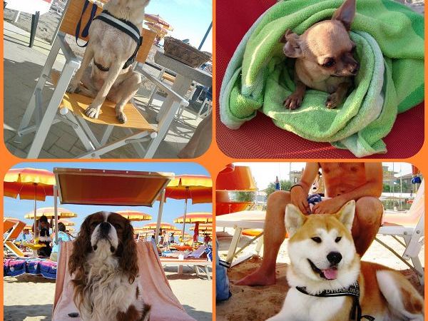 Spiaggia Bagno 39 Cigno - foto 22701.jpg