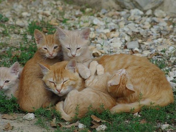 Azienda Agricola Podere Tremulini - foto 22784.jpg