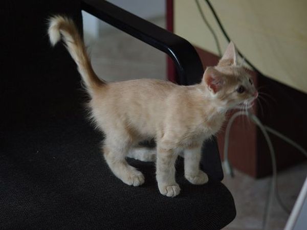 Azienda Agricola Podere Tremulini - foto 22785.jpg