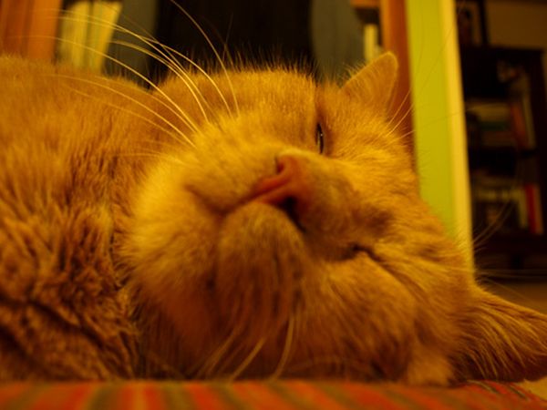 B&B il Casalino - foto 6005.jpg