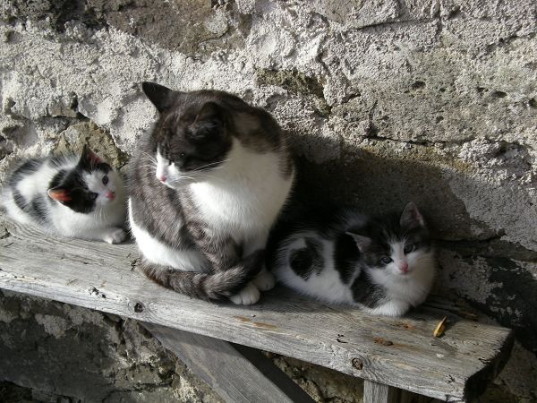 Rifugio Serot - foto 23442.jpg