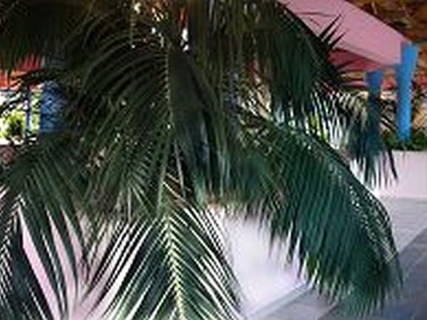 Giardini D�Oriente - foto 23452.jpg