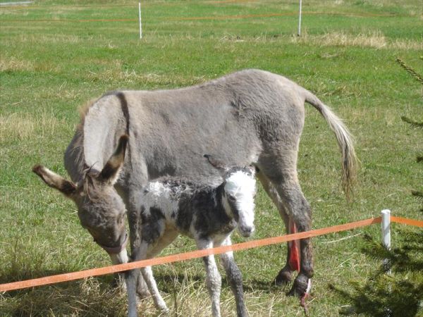Agriturist Galli Ginetta - foto 23963.jpg