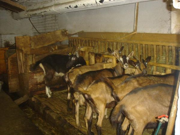 Agriturist Galli Ginetta - foto 23966.jpg