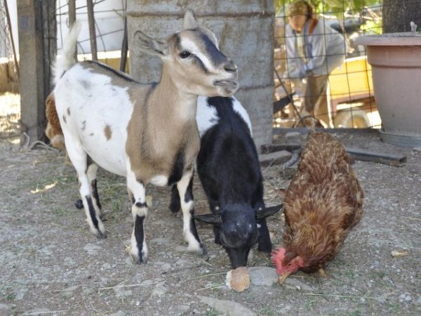 Fattoria di Rigone - foto 24033.jpg