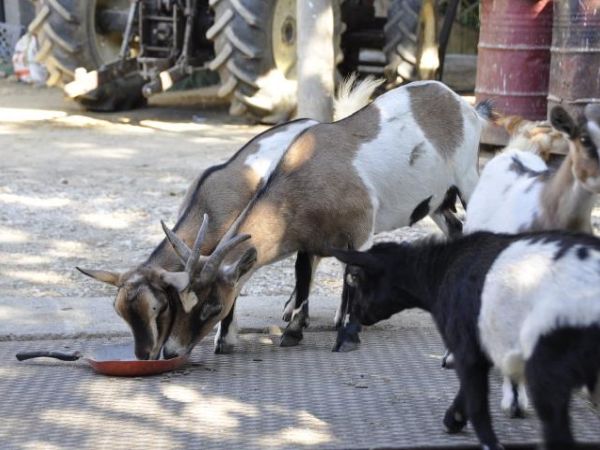 Fattoria di Rigone - foto 24038.jpg