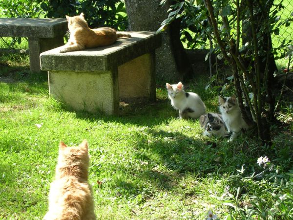 Fattoria di Rigone - foto 24042.jpg