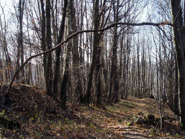 Castagneto - foto 6412.jpg