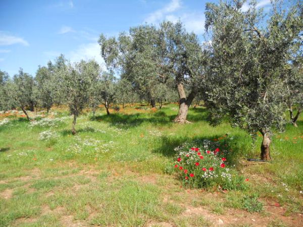 Uliveto dell�Elefante - foto 24177.jpg