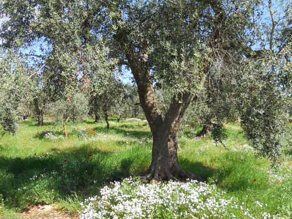 Uliveto dell�Elefante - foto 24180.jpg