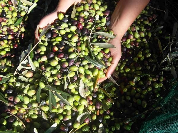 Uliveto dell�Elefante - foto 24185.jpg