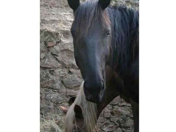 La Locanda del Minatore - foto 24349.jpg