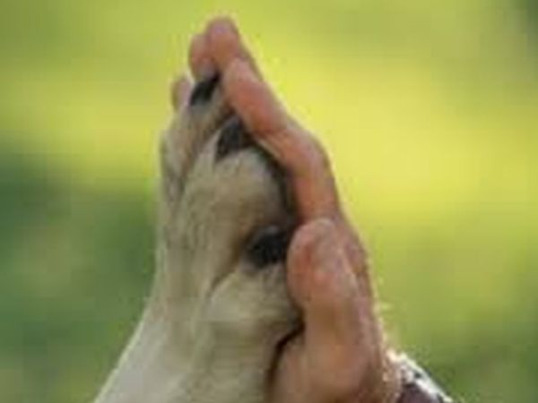 Park Camping Nevegal - foto 24435.jpg