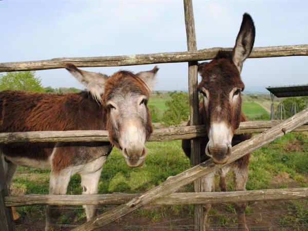 Tenuta Serpepe - foto 24693.jpg