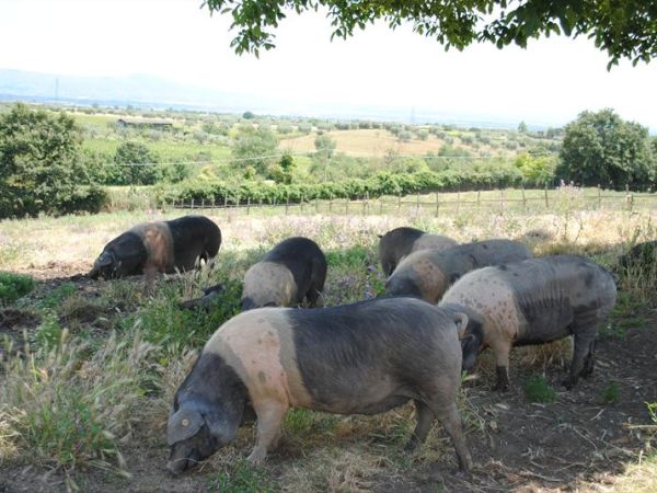 Tenuta Serpepe - foto 24702.jpg