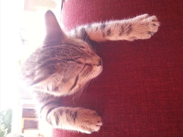 Campeggio Olivella - foto 24953.jpg