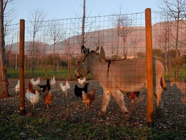 Il Giardino dei Ciliegi - foto 25465.jpg