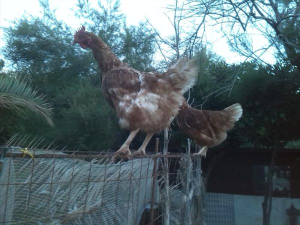 a San Domenico - Appartamenti B&B - foto 26064.jpg