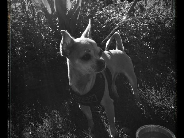 Villa Giorgia & Ristorante La Locanda di Villa Giorgia - foto 26095.jpg