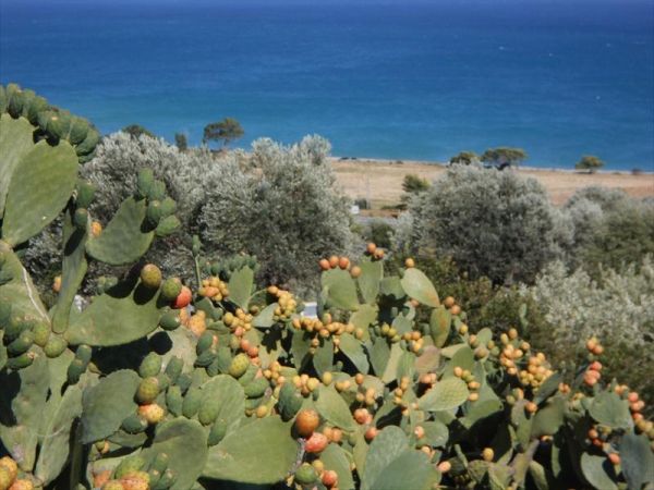 Agriturismo Ulisse e Calipso  - foto 26955.jpg