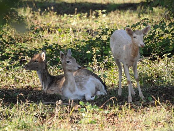 Popilia Country Resort - foto 27672.jpg