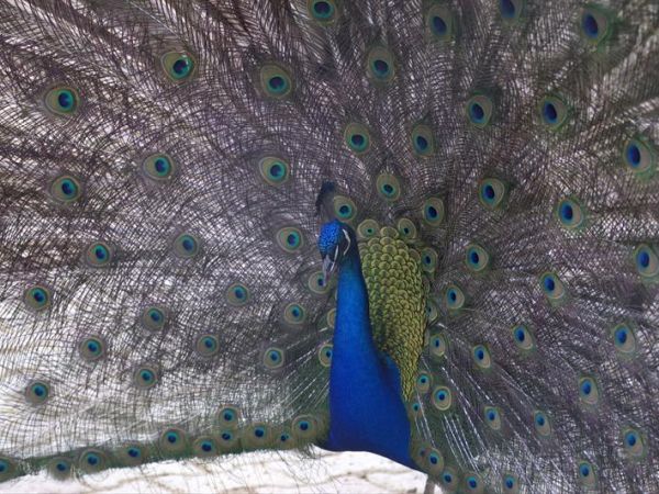 Agriturismo Battibue - foto 27861.jpg