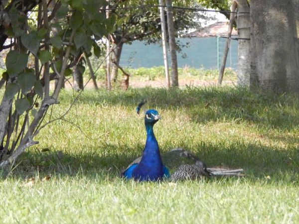 Agriturismo Battibue - foto 27863.jpg