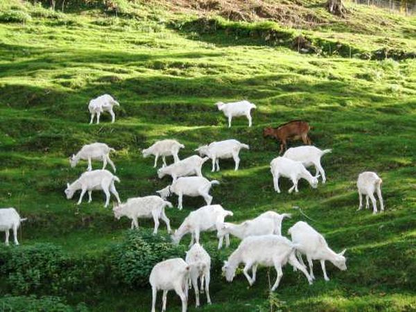 Agriturismo Al-Marnich - foto 411.jpg